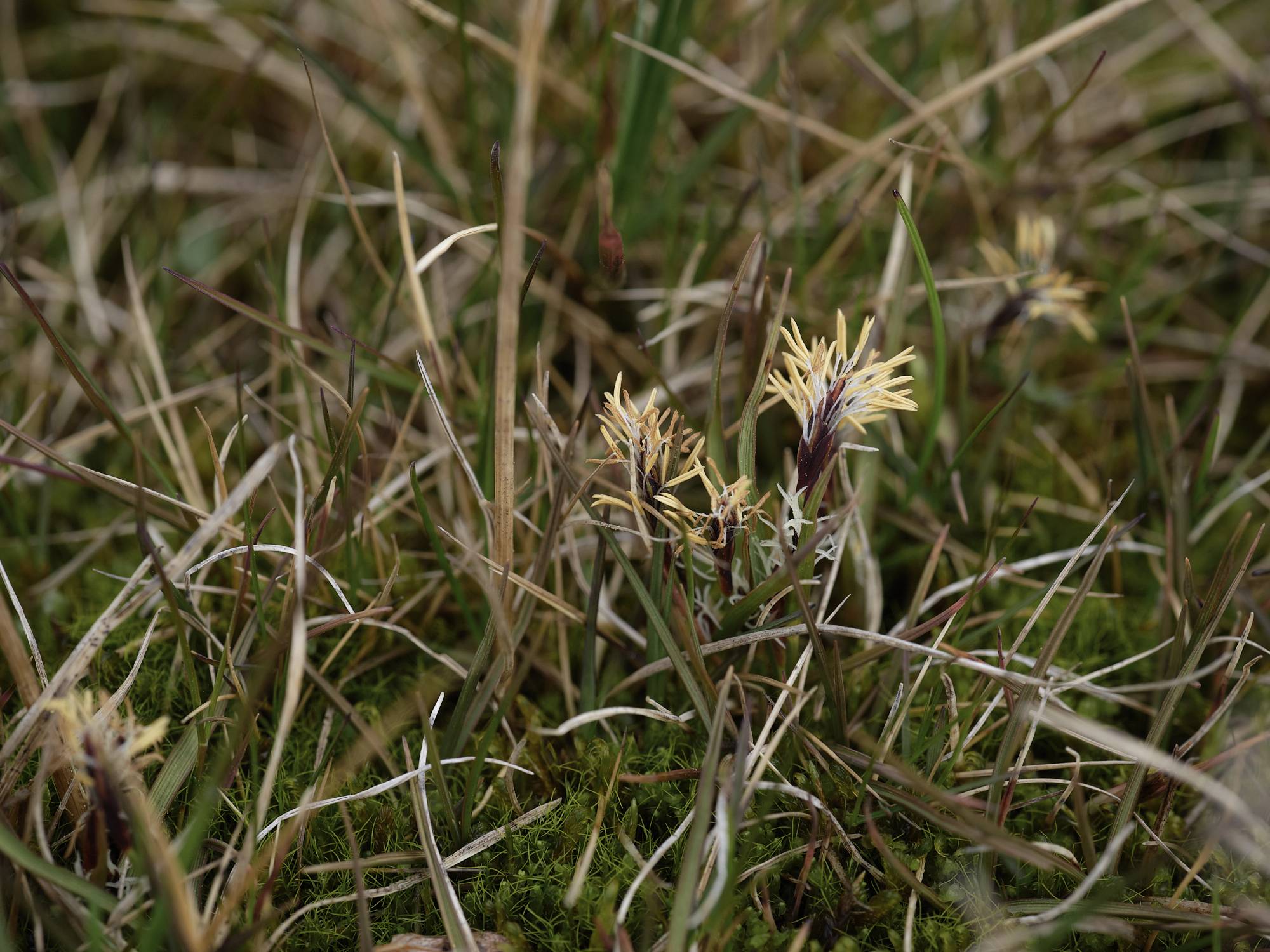 carex blooming, a small yellow flower sticks out of the ground
